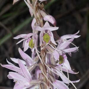 Pachystoma pubescens orchidee met paarse bloemen en groene bladeren in bloei.