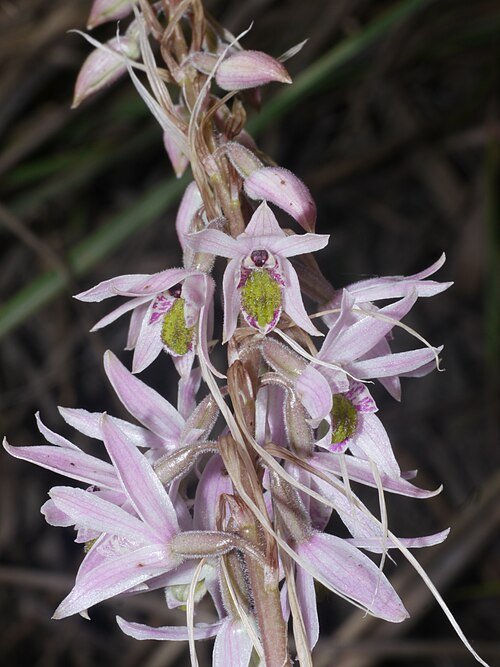 Pachystoma pubescens orchidee met paarse bloemen en groene bladeren in bloei.