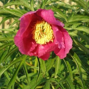 Paeonia anomala bloem in bloei met zachte roze bloemblaadjes.