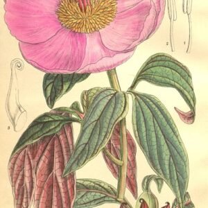 Zachte zachtroze Paeonia cambessedesii bloem met groen blad op neutrale achtergrond.