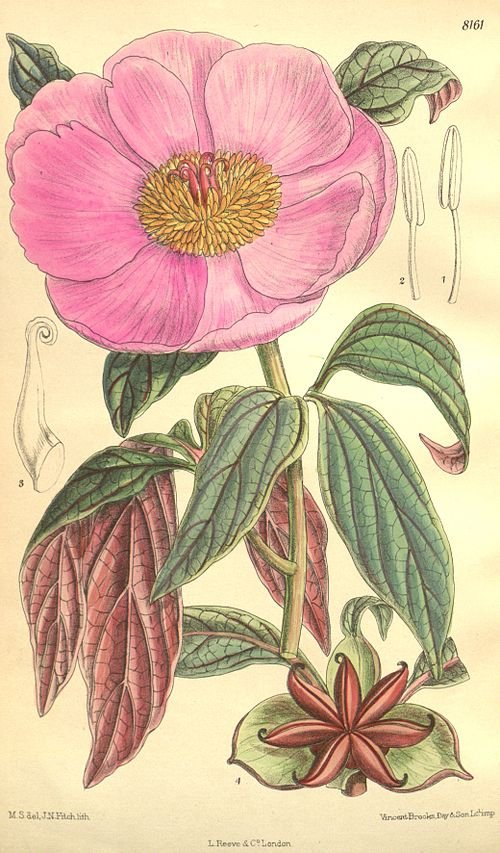 Zachte zachtroze Paeonia cambessedesii bloem met groen blad op neutrale achtergrond.