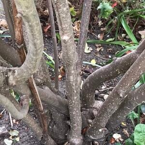 Geelbloeiende Paeonia ludlowii plant met houtige stelen.