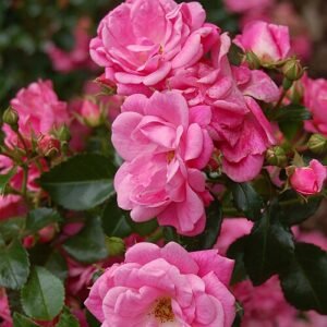 Lush bloemen in botanische tuin van Palmengarten Frankfurt.