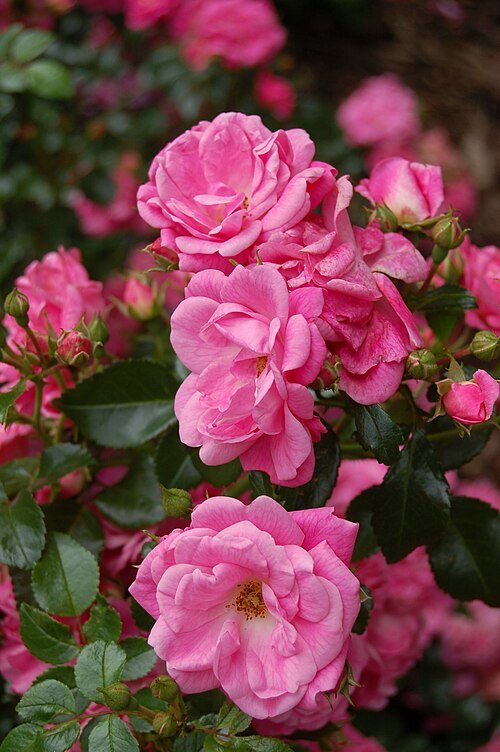 Lush bloemen in botanische tuin van Palmengarten Frankfurt.