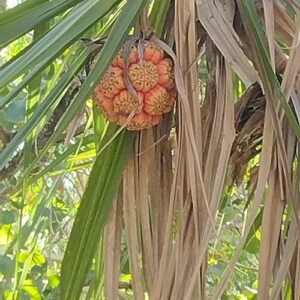 Pandanus spiralis plant met lange, slanke groene bladeren die om de stam spiralen.