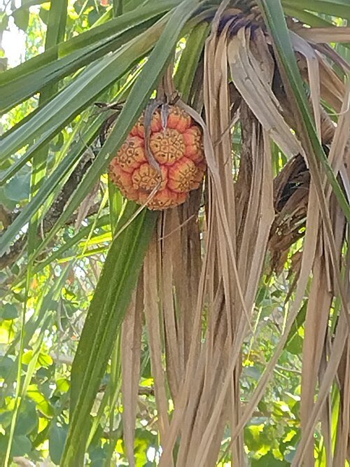 Pandanus spiralis plant met lange, slanke groene bladeren die om de stam spiralen.