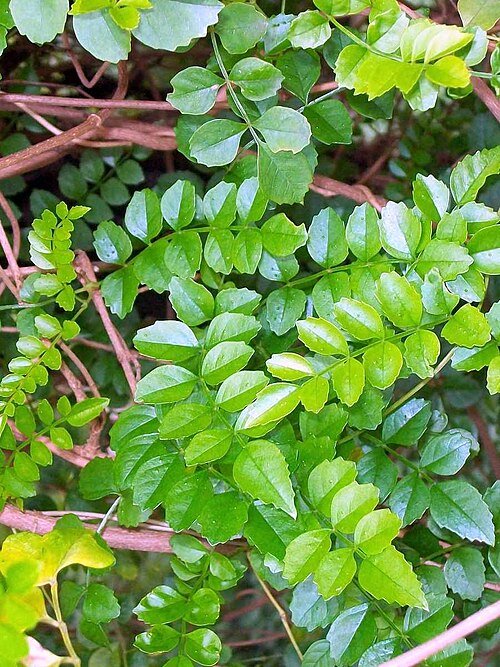 Pandorea pandorana subsp. austrocaledonica bloeiende witte bloemen op groene bladeren.