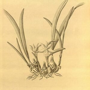 Zachte roze Panisea orchidee met groene bladeren op witte achtergrond.