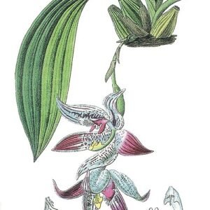 Prachtige Paphinia cristata orchidee bloem in volle bloei tegen groene bladeren.