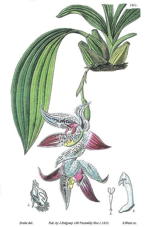 Prachtige Paphinia cristata orchidee bloem in volle bloei tegen groene bladeren.