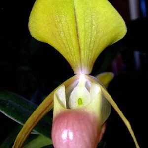 Close-up van Paphiopedilum helenae orchidee bloem op donkere achtergrond.