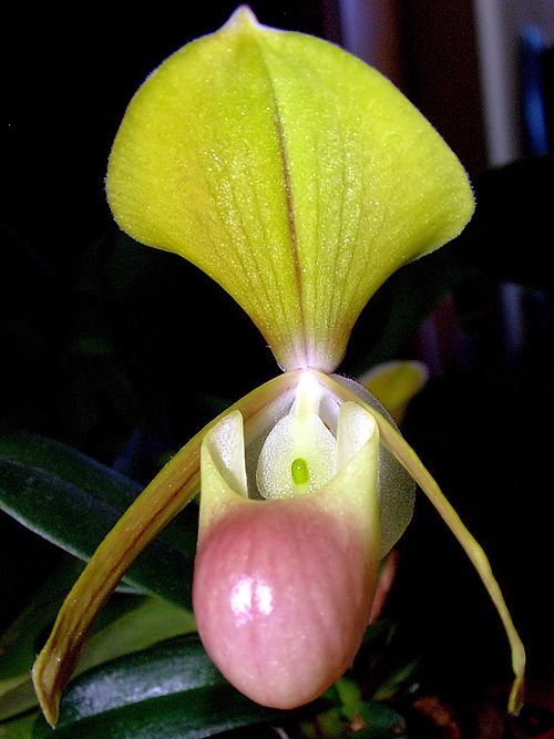 Close-up van Paphiopedilum helenae orchidee bloem op donkere achtergrond.