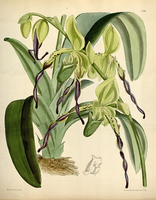 Paphiopedilum parishii orchidee met groen- en bruin gestreepte bloemblaadjes op een witte achtergrond.