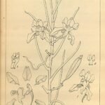 Prachtige Papilionanthe cylindrica orchidee met witte en gele bloemblaadjes.