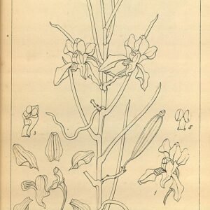 Prachtige Papilionanthe cylindrica orchidee met witte en gele bloemblaadjes.