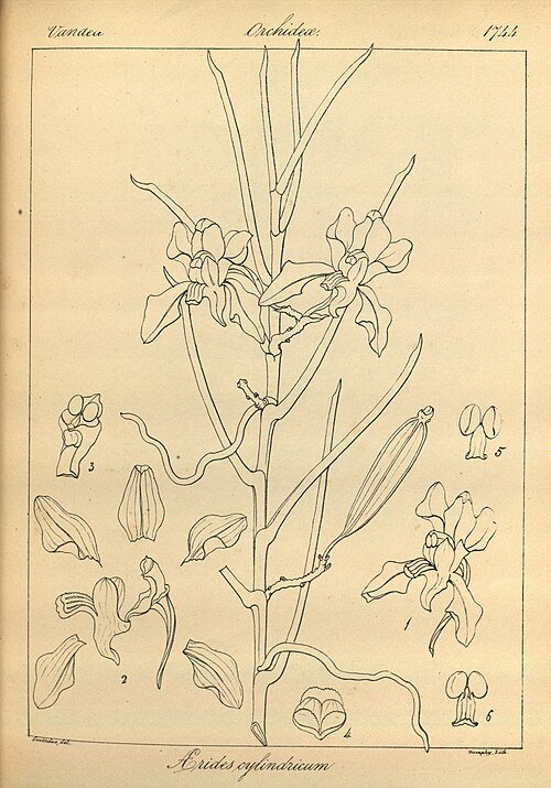 Prachtige Papilionanthe cylindrica orchidee met witte en gele bloemblaadjes.