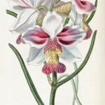 Witte Papilionanthe orchidee met groene bladeren op kleigrond.