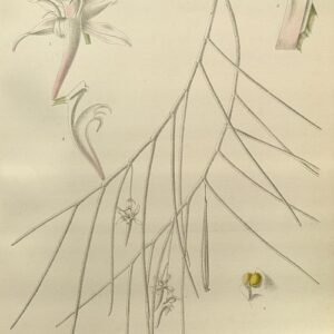 Witte Papilionanthe uniflora orchidee bloem op groene bladeren.