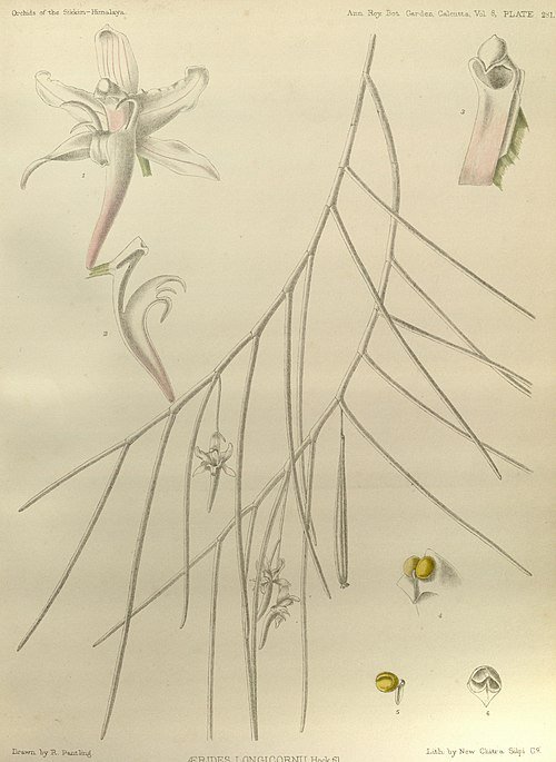 Witte Papilionanthe uniflora orchidee bloem op groene bladeren.