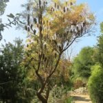 Banksia littoralis bloeiende plant met zilverkleurige bladeren en gele bloemen.
