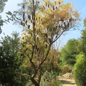 Banksia littoralis bloeiende plant met zilverkleurige bladeren en gele bloemen.