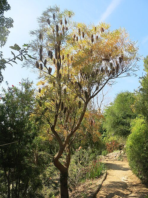 Banksia littoralis bloeiende plant met zilverkleurige bladeren en gele bloemen.