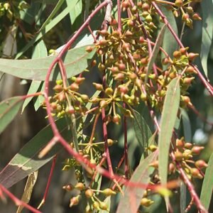 Eucalyptus camaldulensis bloemknoppen in Parc Olbius Riquier.