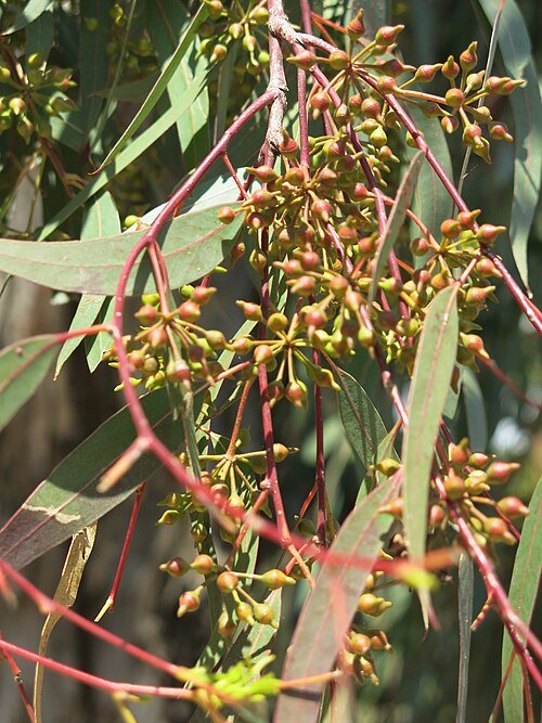 Eucalyptus camaldulensis bloemknoppen in Parc Olbius Riquier.
