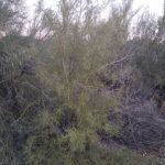 Parkinsonia microphylla bloeiende boom in volle zonlicht.