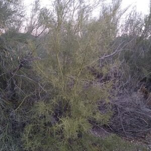 Parkinsonia microphylla bloeiende boom in volle zonlicht.