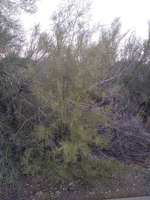 Parkinsonia microphylla bloeiende boom in volle zonlicht.