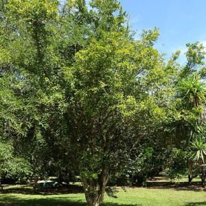 Parmentiera aculeata vrucht op een tak bij Fruit and Spice Park.