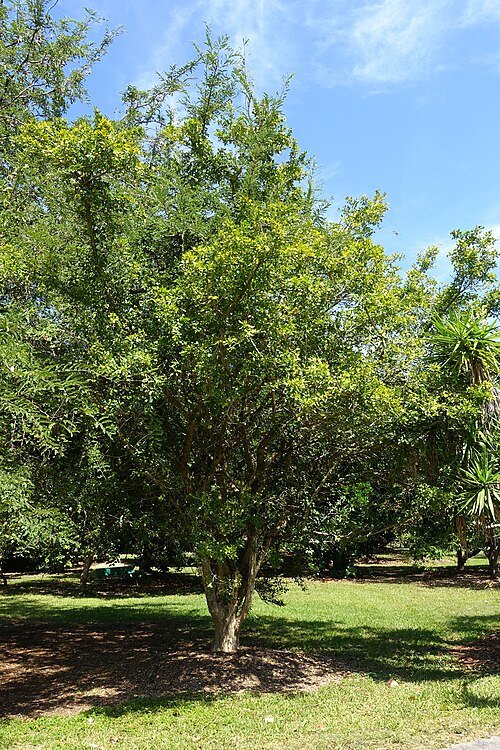 Parmentiera aculeata vrucht op een tak bij Fruit and Spice Park.