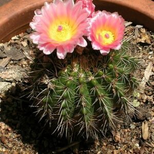 Parodia herteri cactus met gele bloem in bloei op groene stengels.