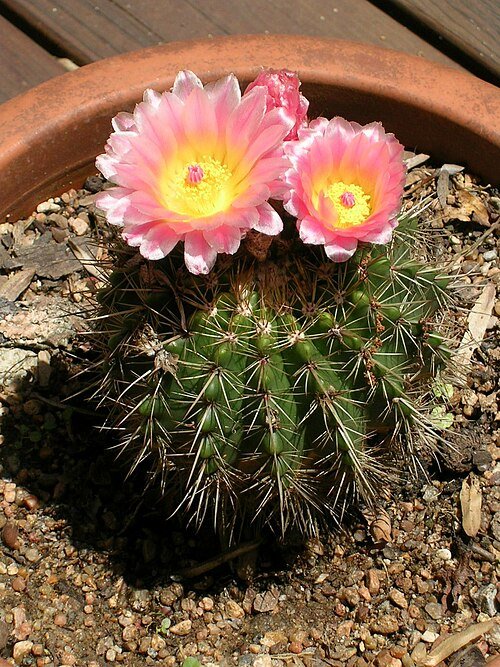 Parodia herteri cactus met gele bloem in bloei op groene stengels.