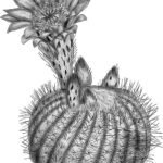Parodia concinna cactus met heldere gele bloemen op zwarte achtergrond.