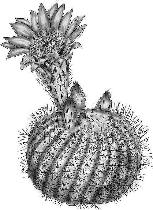 Parodia concinna cactus met heldere gele bloemen op zwarte achtergrond.