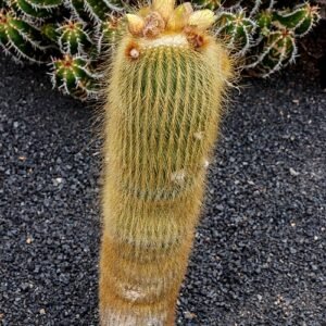 Parodia leninghausii cactus met gele bloem op stekelige groene stengel.