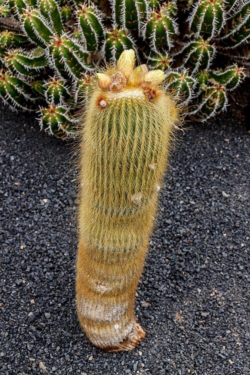 Parodia leninghausii cactus met gele bloem op stekelige groene stengel.