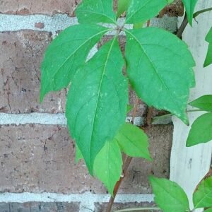 Rode en groene Wilde wingerd bladeren op een witte achtergrond.