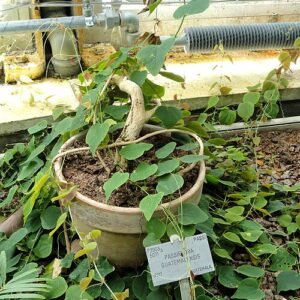 Purple and white Passiflora guatemalensis flowers with green leaves in Copenhagen Botanical Garden.