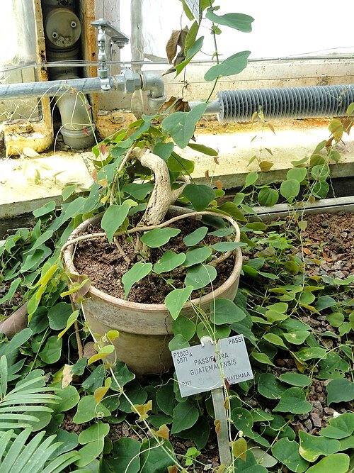 Purple and white Passiflora guatemalensis flowers with green leaves in Copenhagen Botanical Garden.