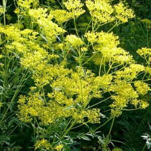 Patrinia scabiosaefolia bloemen en groene bladeren in natuurlijke setting.
