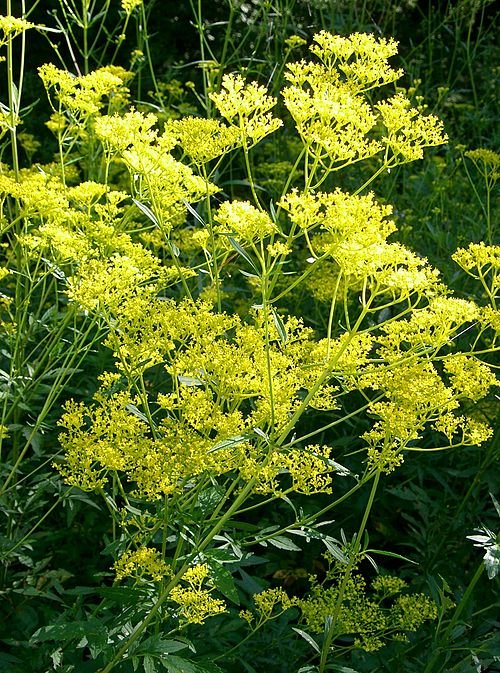 Patrinia scabiosaefolia bloemen en groene bladeren in natuurlijke setting.