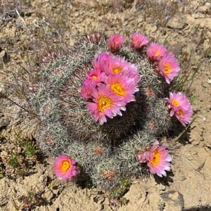 Pediocactus nigrispinus cactus met roze bloemknoppen op zanderige ondergrond.