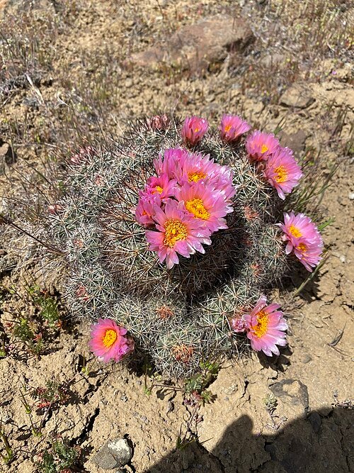 Pediocactus nigrispinus cactus met roze bloemknoppen op zanderige ondergrond.