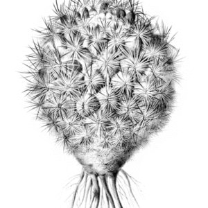 Illustratie van Pediocactus simpsonii plant met scherpe stekels en roze bloemen.