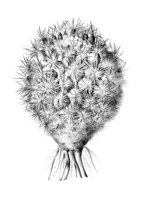 Illustratie van Pediocactus simpsonii plant met scherpe stekels en roze bloemen.