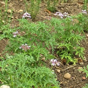 Pelargonium radens bloemen in paarse tinten met groene bladeren.
