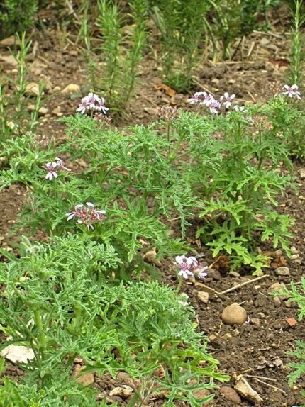 Pelargonium radens bloemen in paarse tinten met groene bladeren.